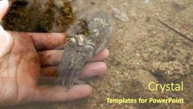 Presentation with sea water - Colorful slide set enhanced with sea-cuttlefish-is-swimming backdrop and a violet colored foreground