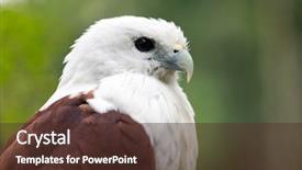  Presentation with eagle - Beautiful slide deck featuring sea eagle brahminykite haliastur indus backdrop and a tawny brown colored foreground