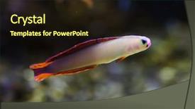  Presentation with elegant 50th anniversary - Theme enhanced with elegant firefish nemateleotris decora also known as the purple firefish background and a wine colored foreground