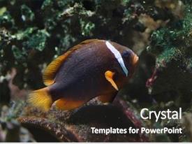 Sea Fire Tomato Clownfish Amphiprion Frenatus Also PPT template 94 ...