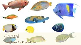  Presentation with fish - Audience pleasing PPT theme consisting of sea-fish-isolated-collection backdrop and a cream colored foreground