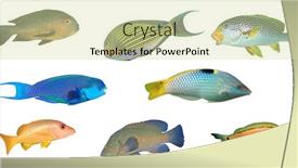  Presentation with grouper - PPT theme with sea-fish-isolated-collection background and a soft green colored foreground