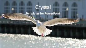  Presentation with seagull - Slides having sea flap - big white seagull spread his background and a ocean colored foreground