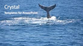  Presentation with flapping - Presentation theme having sea flap - humpback whale flapping his tail background and a teal colored foreground