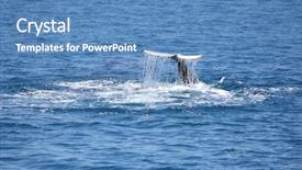  Presentation with flapping - Beautiful presentation theme featuring sea flap - humpback whale flapping his tail backdrop and a teal colored foreground