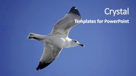  Presentation with soaring - Beautiful slide set featuring sea flap - seagull soaring in the blue backdrop and a ocean colored foreground