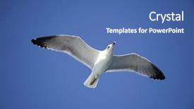  Presentation with soaring - Presentation design with sea flap - seagull soaring in the blue background and a ocean colored foreground