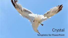  Presentation with seagull - Audience pleasing presentation consisting of sea flap - seagull backdrop and a  colored foreground