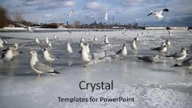  Presentation with frozen - Amazing presentation having sea flap - seagulls having fun on frozen backdrop and a light gray colored foreground