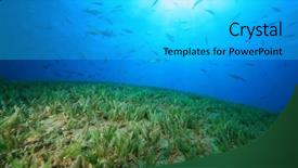  Presentation with seagrass - Audience pleasing PPT theme consisting of sea grass - fish and seagrass backdrop and a light gray colored foreground