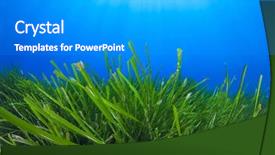  Presentation with green seaweed - PPT theme consisting of sea grass - green seaweed blue water background background and a gray colored foreground