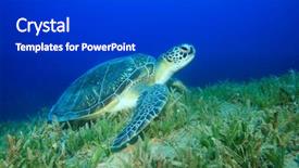  Presentation with seagrass - Amazing slides having sea grass - green turtle chelonia mydas feeding backdrop and a dark gray colored foreground