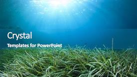  Presentation with green seaweed - Colorful slides enhanced with sea grass - underwater background green seaweed blue backdrop and a teal colored foreground