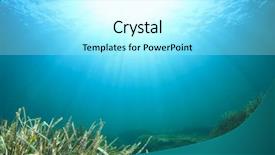  Presentation with seaweed - Slides consisting of sea grass - underwater background with seaweed background and a arctic colored foreground