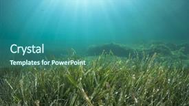  Presentation with seaweed - Presentation consisting of sea grass - underwater background with seaweed background and a ocean colored foreground