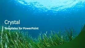  Presentation with weed - Slide set with sea grass and blue ocean background and a gray colored foreground