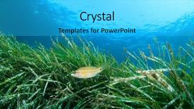  Presentation with fish ocean - Beautiful PPT theme featuring sea grass fish and blue backdrop and a light gray colored foreground