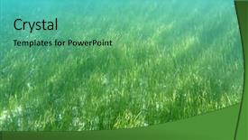  Presentation with florida - PPT theme consisting of sea grass in florida's background and a seafoam green colored foreground