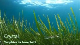  Presentation with underwater - Presentation theme with sea grass underwater background and a tawny brown colored foreground