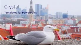  Presentation with sea - PPT theme with sea-gull against the old city in tallinn estonia background and a sky blue colored foreground