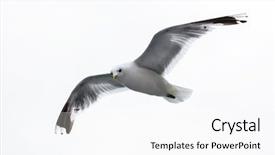  Presentation with sea - Colorful PPT theme enhanced with sea gull on white background backdrop and a white colored foreground