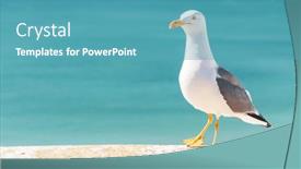  Presentation with atlantic - PPT layouts with sea-gull-standing-over background and a teal colored foreground