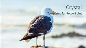  Presentation with world tourism - Slides featuring sea-gulls-feed background and a sky blue colored foreground