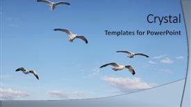  Presentation with ship - Amazing presentation design having sea gulls fly behind backdrop and a teal colored foreground