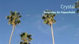  Presentation with palm beach - PPT theme with sea-gulls-fly-past-tall background and a ocean colored foreground
