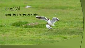  Presentation with air - Theme with sea-gulls-in-the-air background and a yellow colored foreground