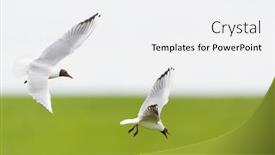  Presentation with air - Presentation theme featuring sea-gulls-in-the-air background and a white colored foreground