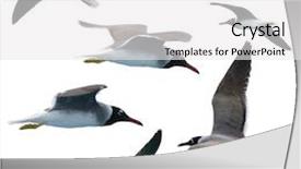  Presentation with white sea urchin - Beautiful presentation theme featuring life span - sea-gulls isolated in white backdrop and a white colored foreground