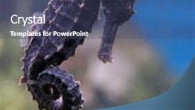  Presentation with horse - Colorful theme enhanced with ocean seahorse - sea horse also known backdrop and a ocean colored foreground