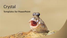  Presentation with breath - Cool new PPT layouts with creatures - rockskipper fish - a species backdrop and a coral colored foreground