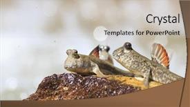  Presentation with breath - Slide deck enhanced with wild beach gold coast - rockskipper fish - a species background and a soft green colored foreground