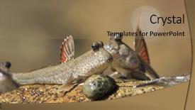  Presentation with breath - Cool new slide deck with wild beach gold coast - rockskipper fish - a species backdrop and a coral colored foreground