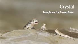  Presentation with land surveying - Colorful presentation design enhanced with rockskipper fish the fish that can walk on land backdrop and a gray colored foreground