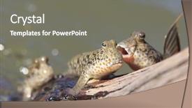  Presentation with fish in ponds - Presentation theme consisting of rockskipper fish the fish that background and a gray colored foreground