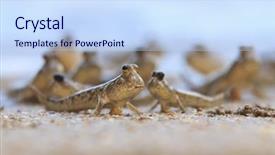  Presentation with walk - Audience pleasing presentation design consisting of rockskipper fish the fish that can walk on land backdrop and a sky blue colored foreground