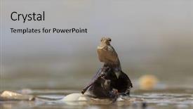  Presentation with walk - Presentation theme featuring rockskipper fish the fish that can walk on land background and a light gray colored foreground