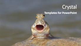  Presentation with walk - Beautiful presentation design featuring rockskipper fish the fish that backdrop and a gray colored foreground