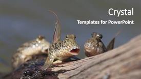  Presentation with land - Presentation theme with rockskipper fish the fish that background and a dark gray colored foreground