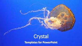  Presentation with jellyfish - Theme enhanced with orange jellyfish over blue background background and a cobalt blue colored foreground