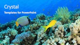  Presentation with coral reef - Amazing presentation design having coral reef underwater with emperor backdrop and a gray colored foreground