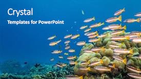  Presentation with fish ocean - Audience pleasing presentation theme consisting of exotic fish on bottom backdrop and a teal colored foreground