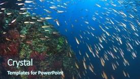  Presentation with coral - Beautiful presentation theme featuring sea life - fish and coral underwater backdrop and a ocean colored foreground