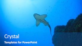  Presentation with shark - Slide deck enhanced with leopard shark background and a gray colored foreground