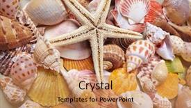  Presentation with fossils petrified fossil shells - Colorful slides enhanced with periwinkle - nice shells backdrop and a coral colored foreground