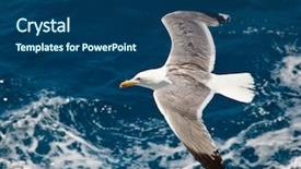  Presentation with birds flying - Presentation theme featuring sea birds - seagull flying over blue water background and a ocean colored foreground