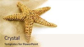  Presentation with antique border design - Audience pleasing PPT theme consisting of ocean life - starfish on the sand border backdrop and a lemonade colored foreground